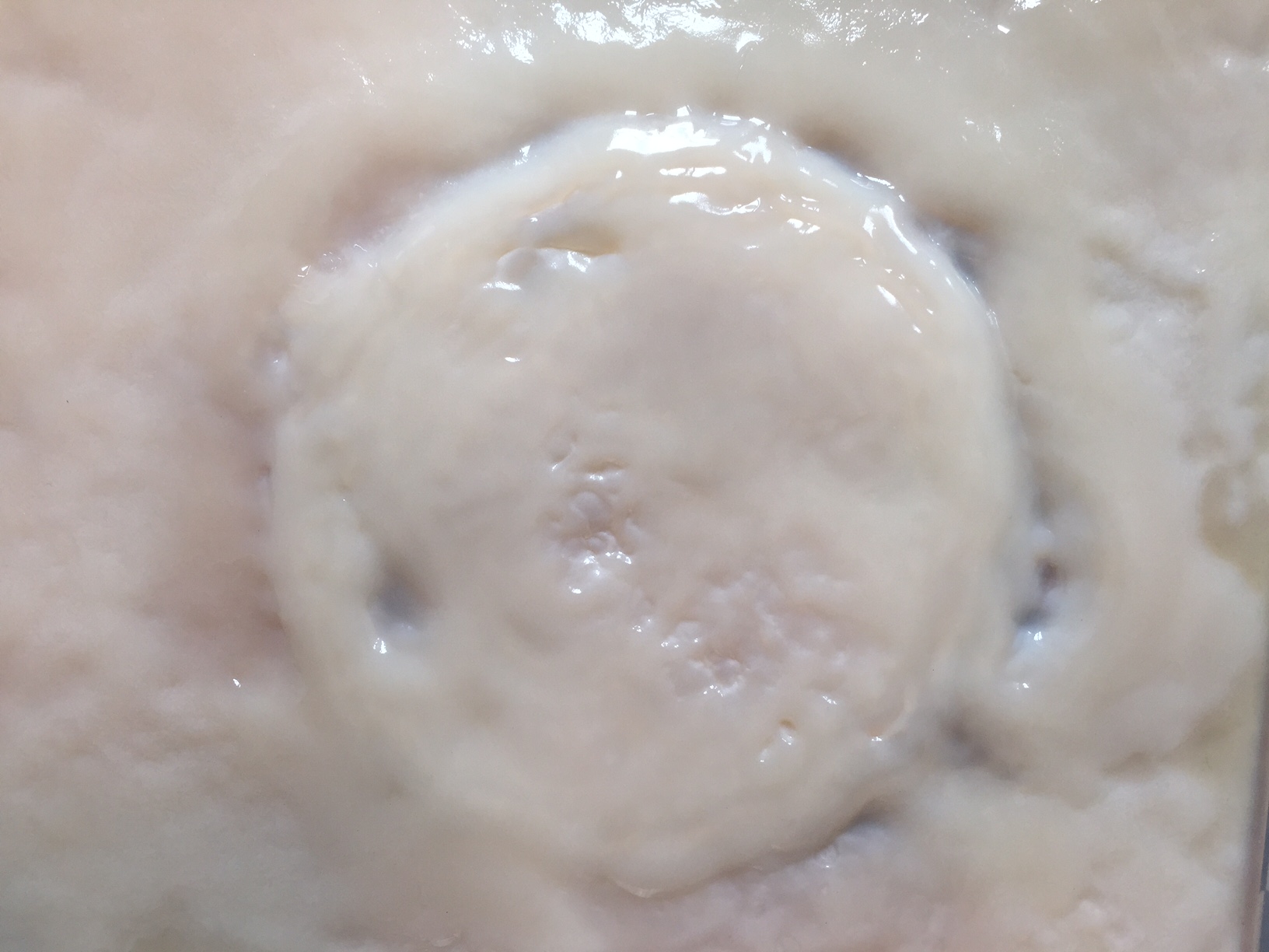 SCOBY close-up